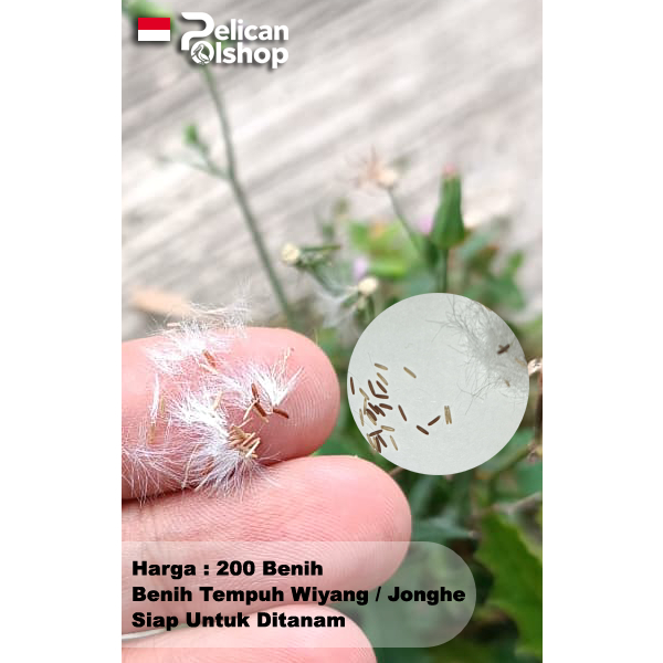 Tempuh Wiyang 200 Biji Benih Jonghe Emilia sonchifolia (L.) DC.