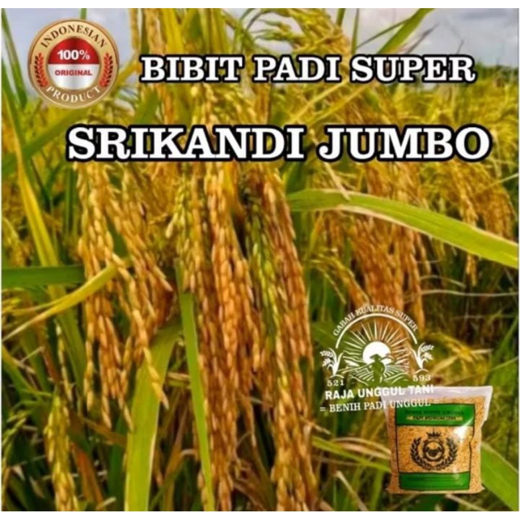 BENIH BIBIT PADI SRIKANDI JUMBO 1Kg KUALITASUNGGUL SUPER BERKUALITAS.