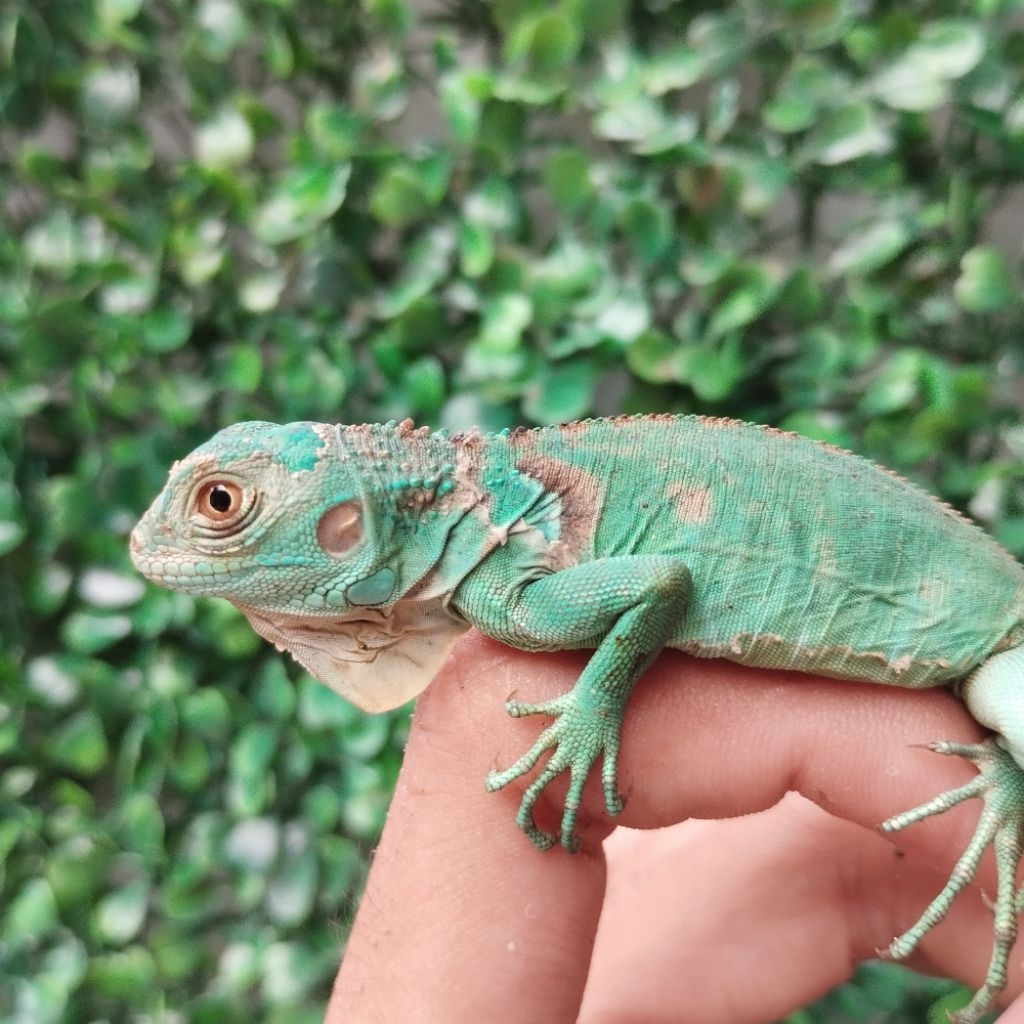 pelet Iguana Baby Blue 27cm