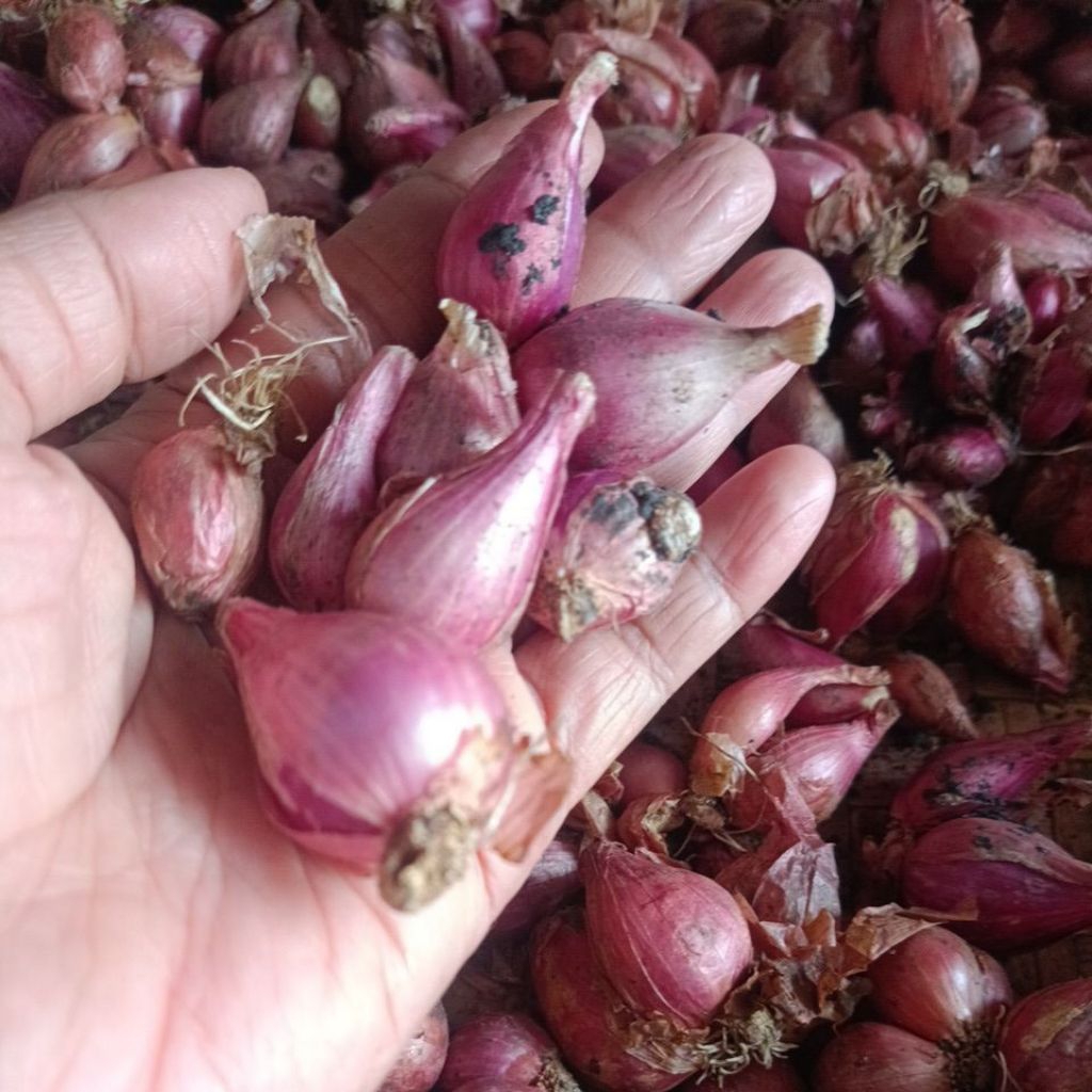 bawang merah lokal besar kecil 1kg