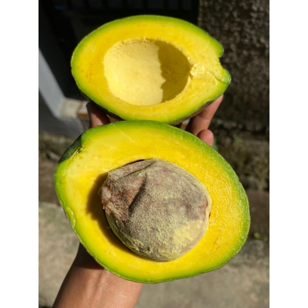 Alpukat mentega guci | Alpukat mentega | Alpukat segar