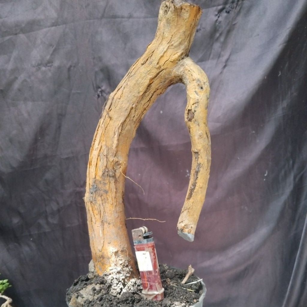 Bahan Bonsai Sisir Kaliage Dongkelan Small Medium formal Bunjin The Maxx 30cm real pick