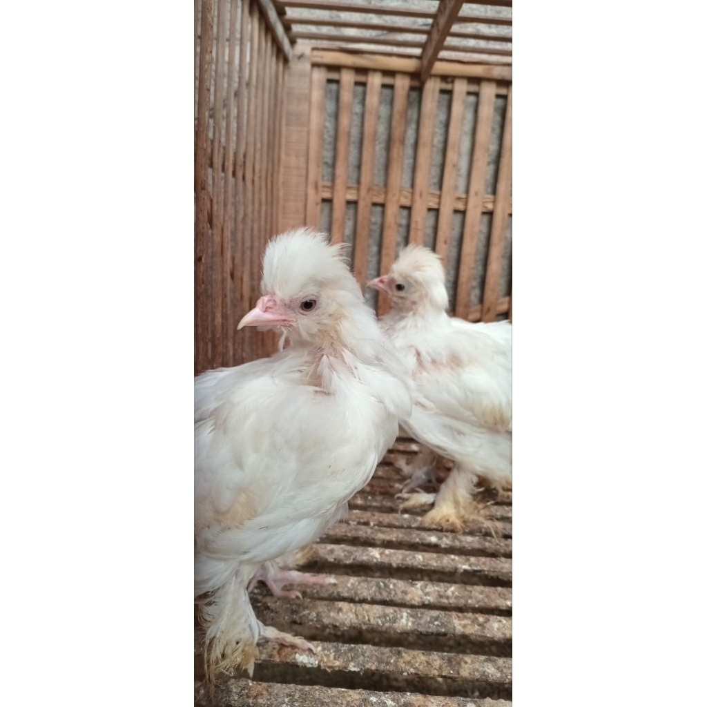 sepasang ayam hias sultan usia 2 bulan