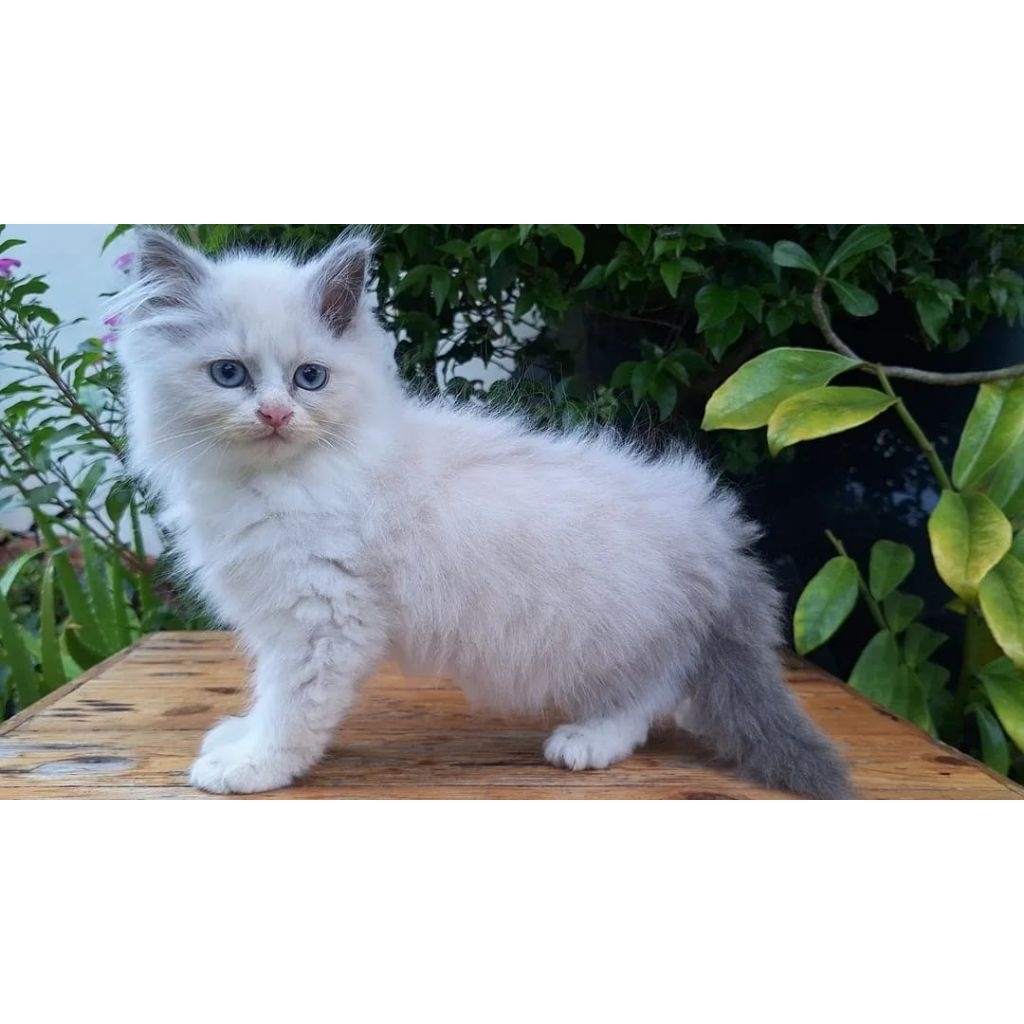 KUCING RAGDOLL MIX JANTAN 2 BULAN SIMETRIS LUCU