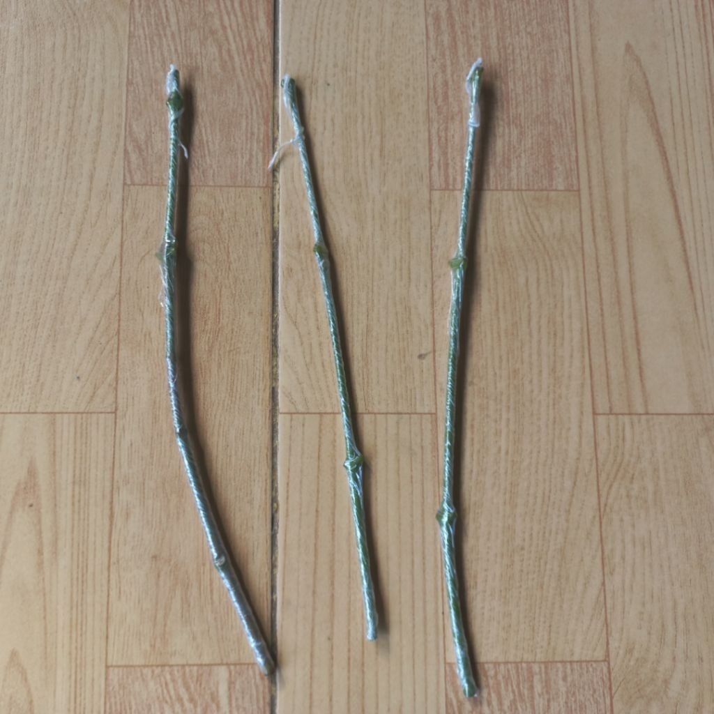 Entries Jambu Air Khiojok