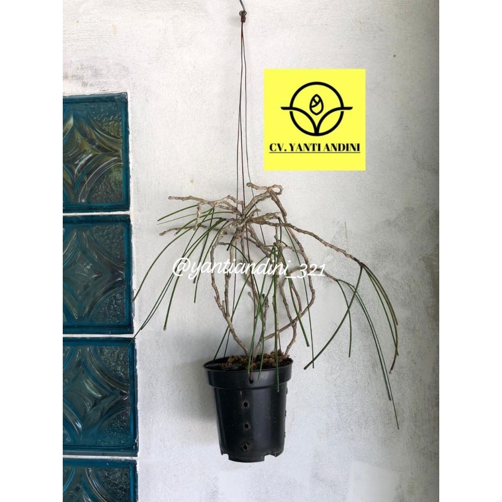 Hoya Spartioides Rimbun