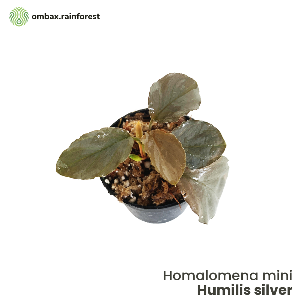 Homalomena mini humilis silver - Tanaman terrarium, vivarium