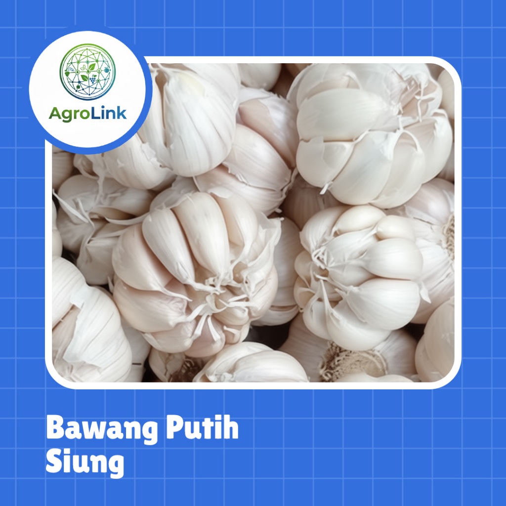 Bawang Putih Segar Siung / Lepas Siung / Kupas