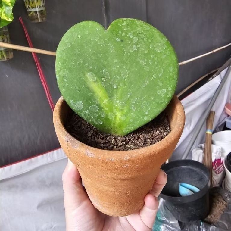 Paket KAKTUS SUKULEN Hoya Love Kerrii Variegata - Tumbuhan Hidup Tanaman Hias Asli Murah Makassar
