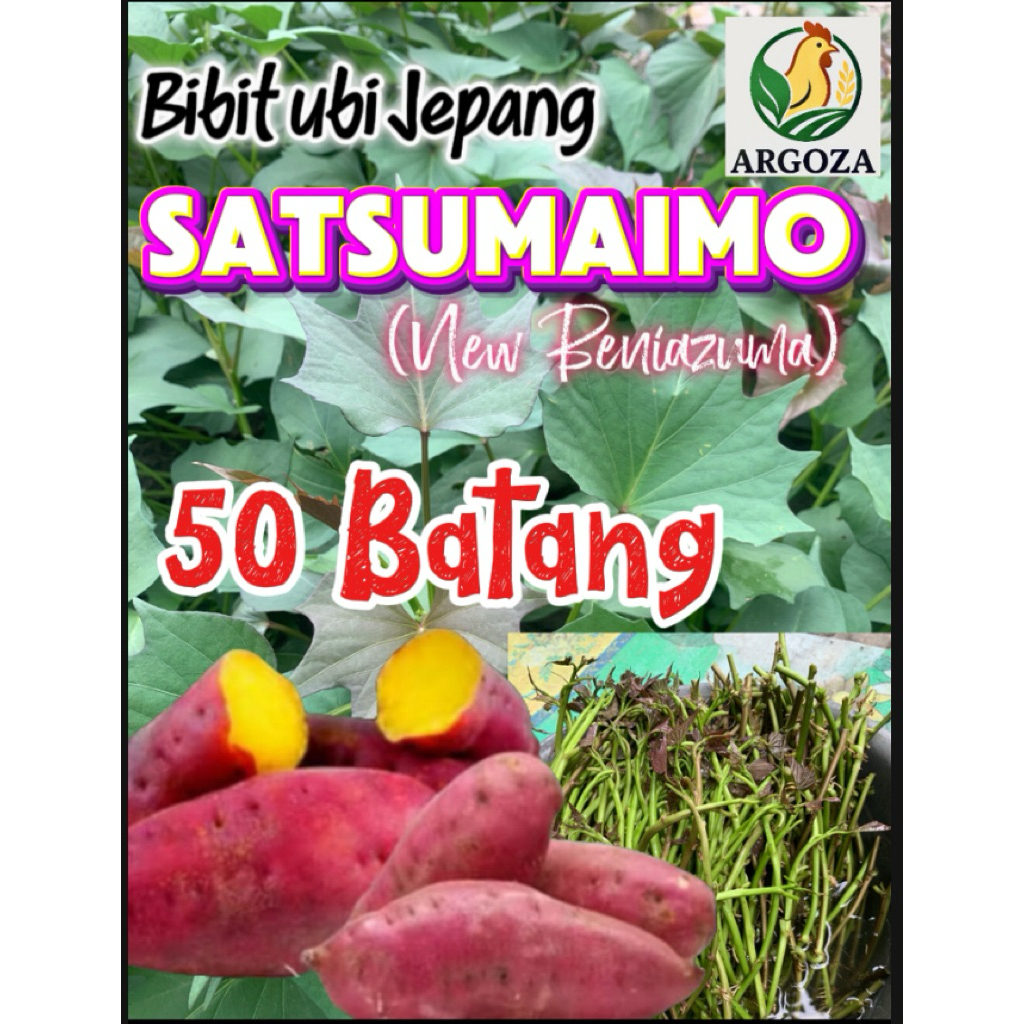 Bibit ubi Jepang Satsumaimo  Asli | 50 Batang