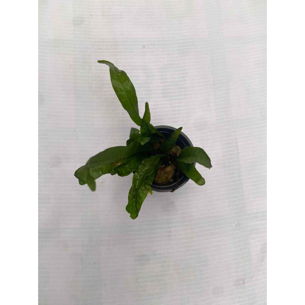 Tanaman air Microsorum (Java fern)