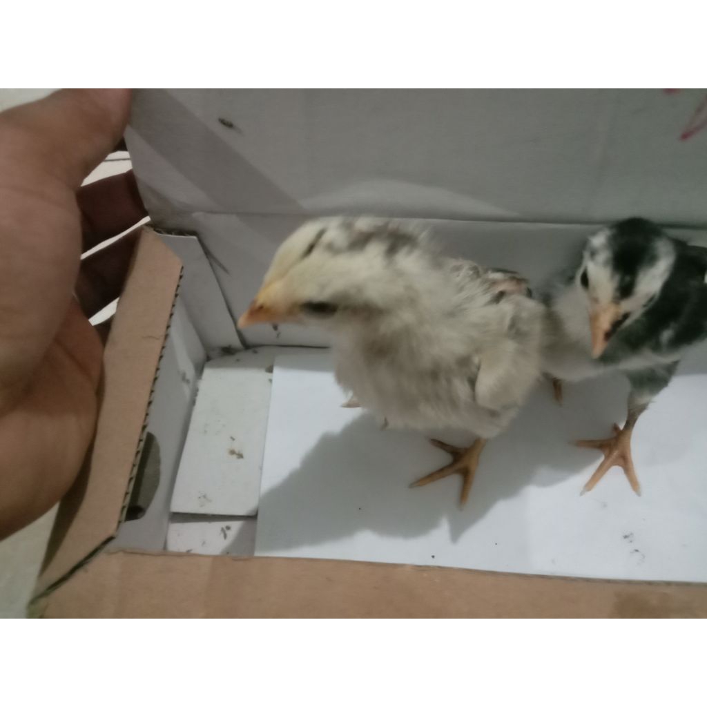 Anak ayam Pakhoy / DOC ayam Pakhoy 3 Minggu