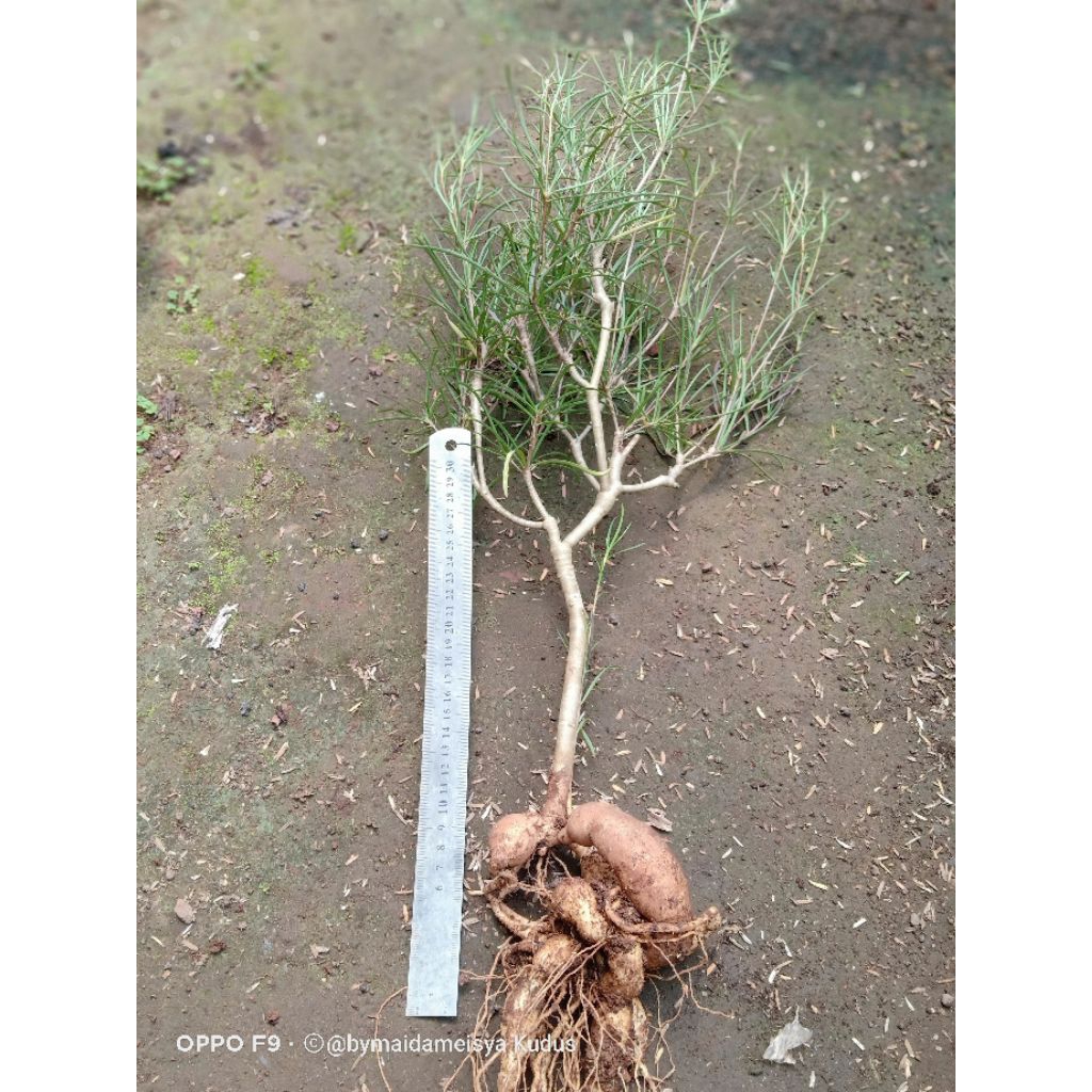 tanaman hias euphorbia hedyotoides bercaudex