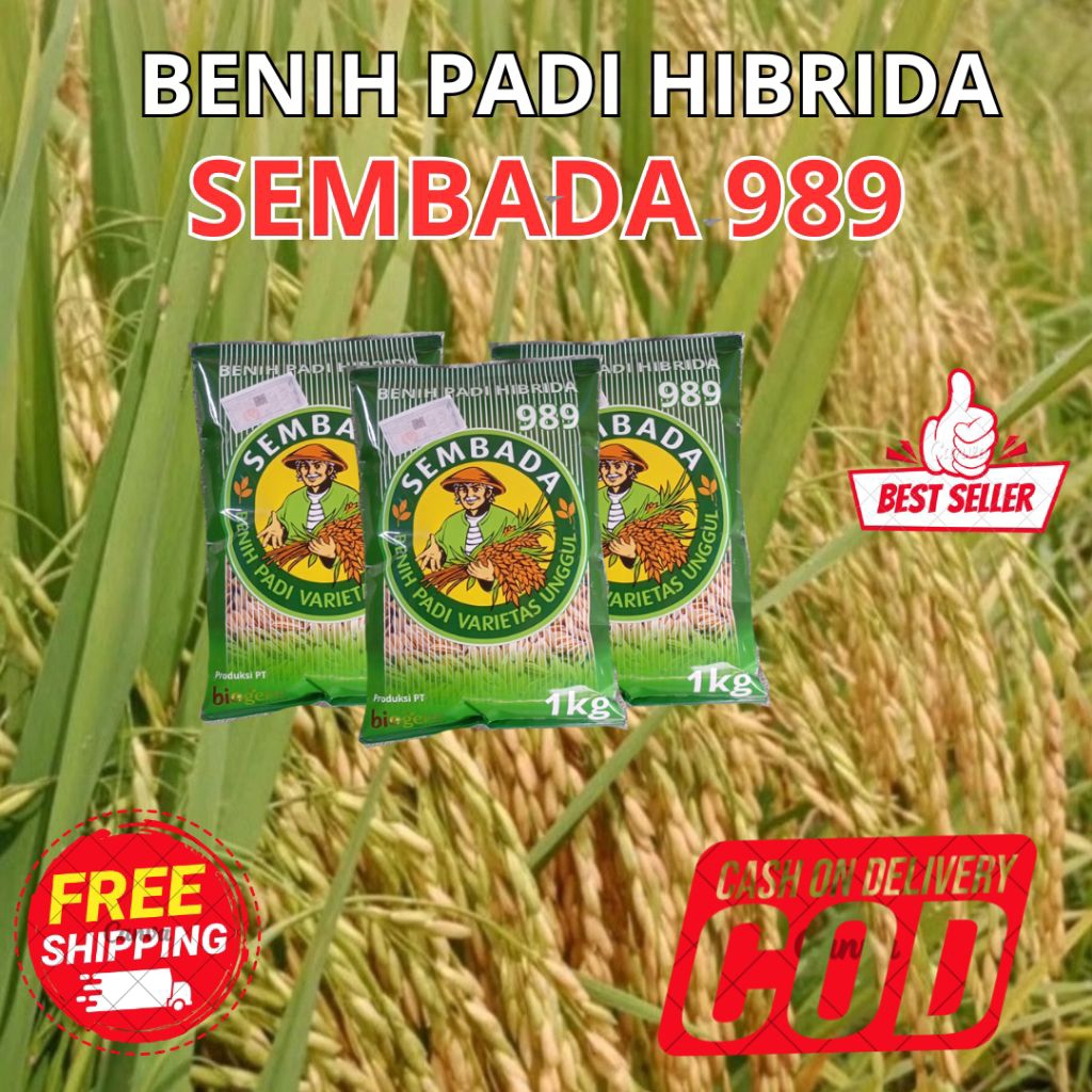 BIBIT PADI UNGGUL HIBRIDA SEMBADA 989 KEMASAN 1 KG
