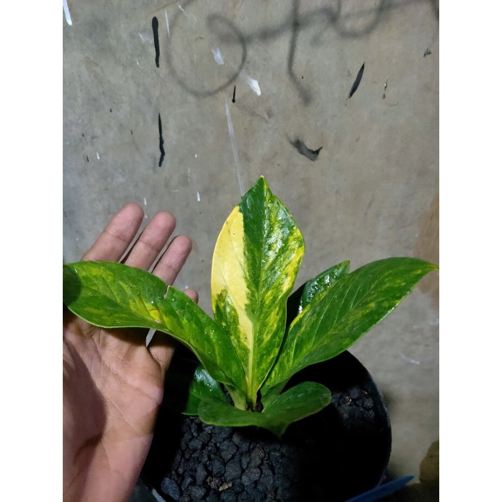 anthurium jemani eka black varigata real pict