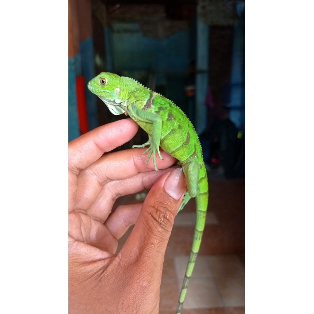 GREEN IGUANA COLUMBIA