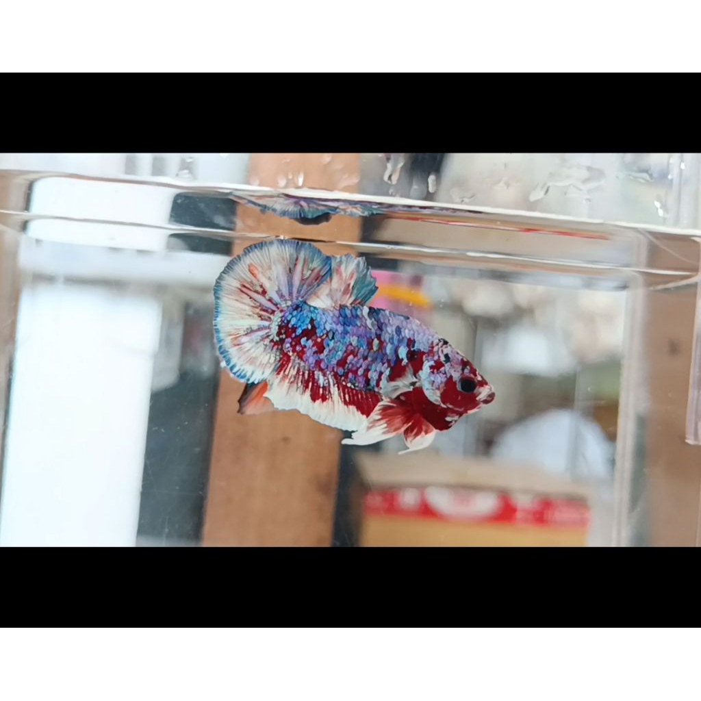 CUPANG BARONGSAI PLAKAT