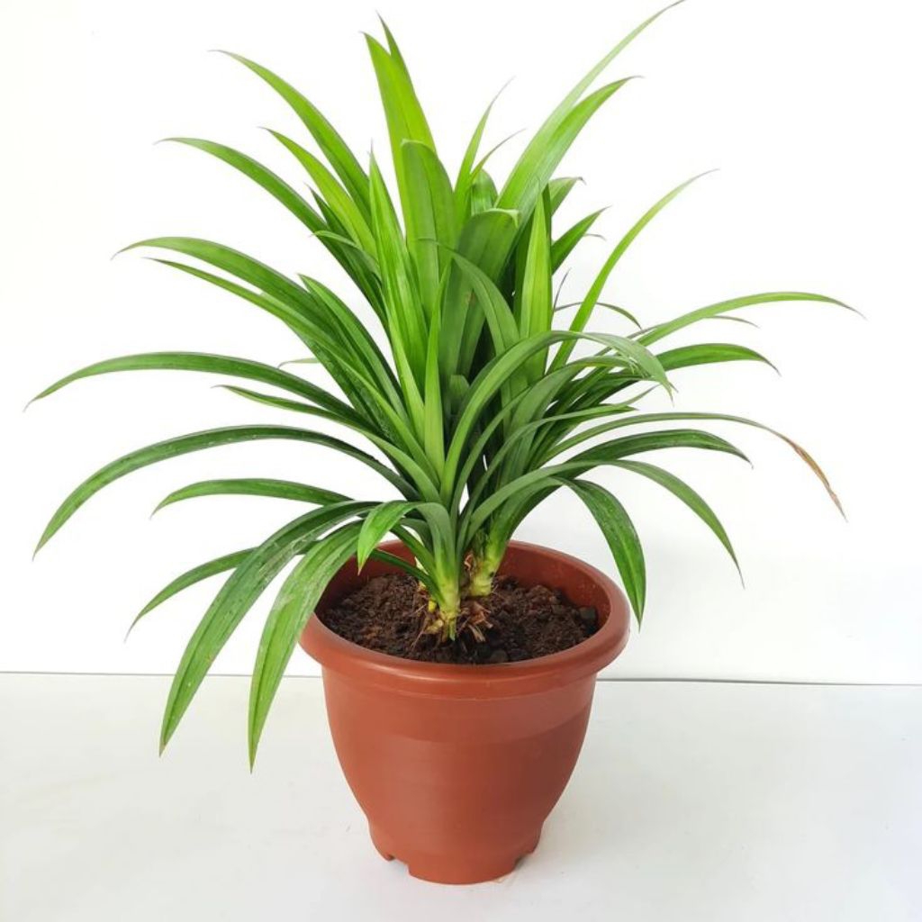 Bibit Pohon Pandan Wangi Jumbo Rimbun Segar Berkualitas Baik 1 Polybag Rimbun Dari Petani Langsung