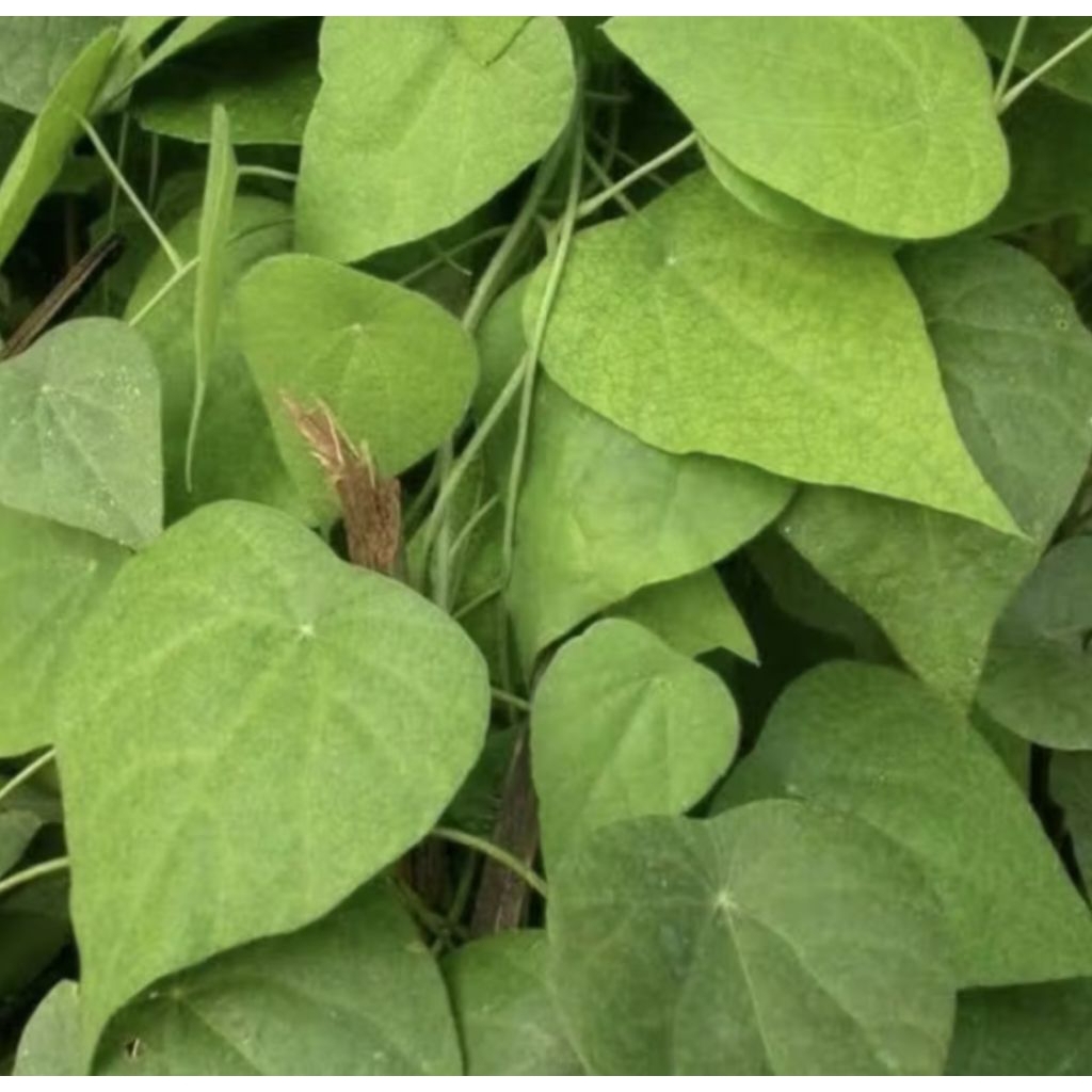 Tanaman Herbal Cincau Bulu Pohon Cincau Bulu/ Pohon Cincau Rambat