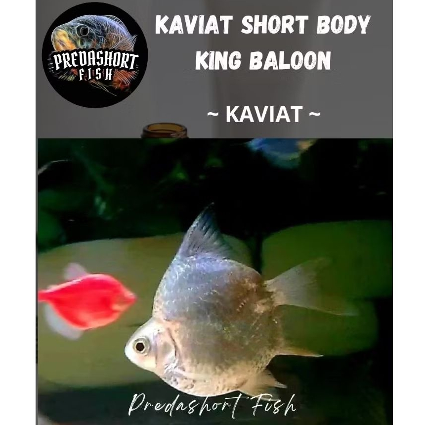 TERLARIS kaviat shortbody / SB King grade A