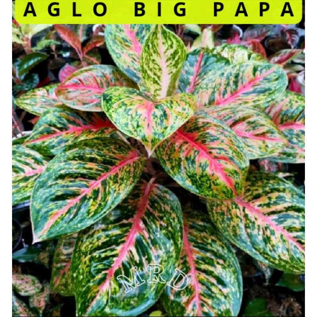 Promo Tanaman Hias Aglonema Big Papa Dewasa Rimbun Pohon Hias Aglonema Big Papa