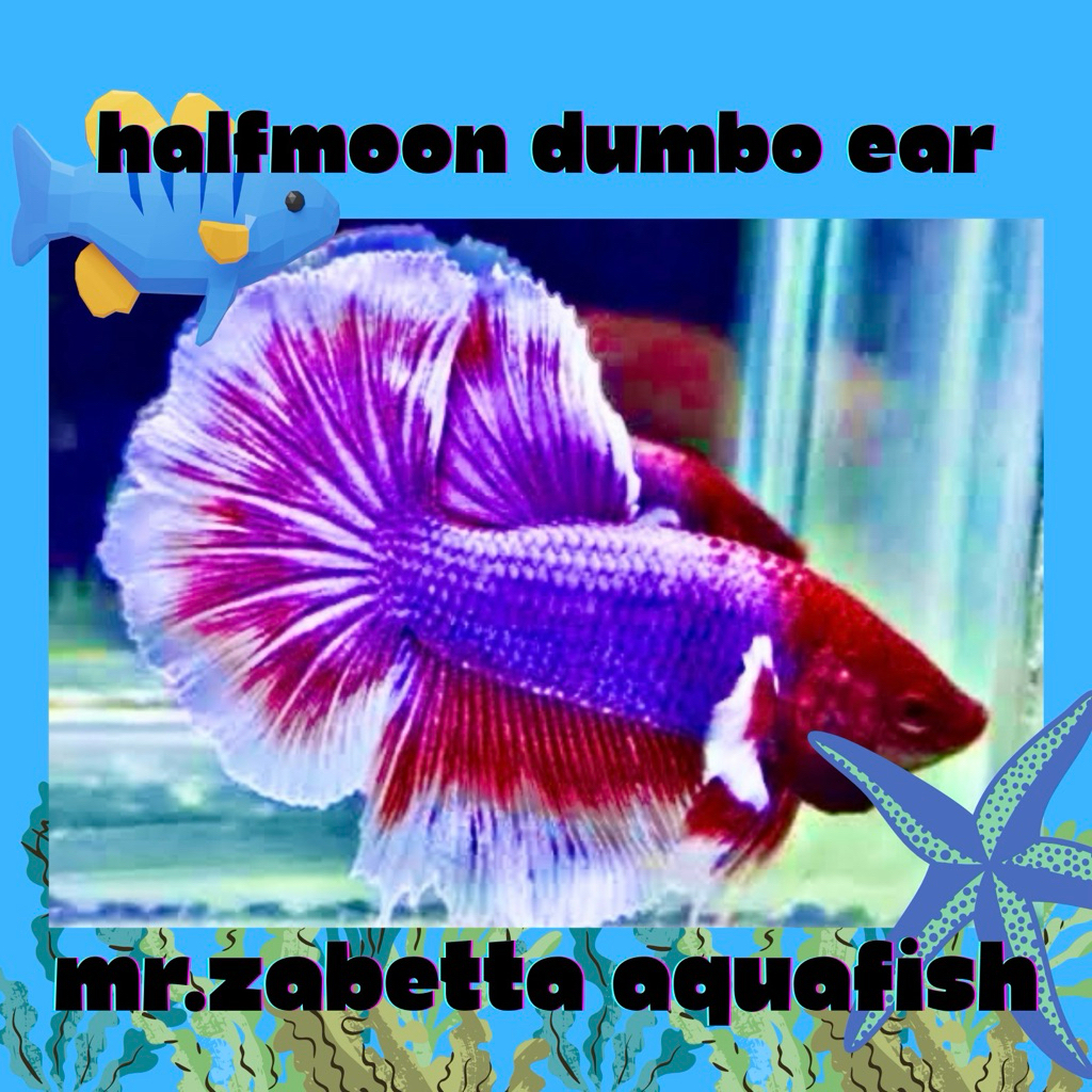 hiasan aquarium cupang halfmoon big ear sepasang top