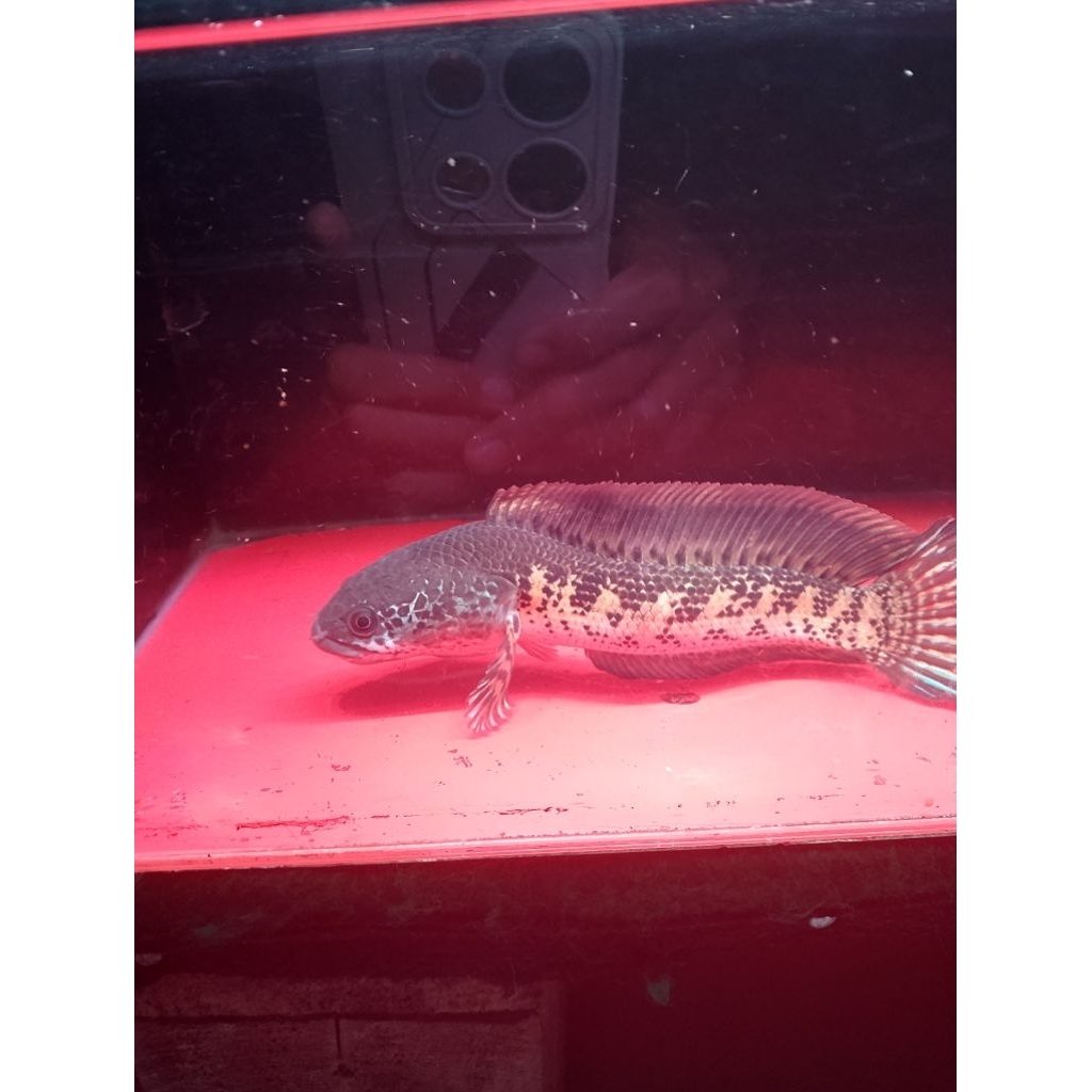 CHANA AURANTI keris dorpol gondrong size 16-17 Sudah mangap - mangap