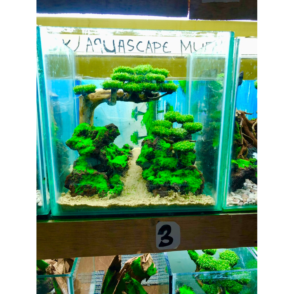aquascape murah tema bonsai size 25x20x25 cm fullset siap pandang