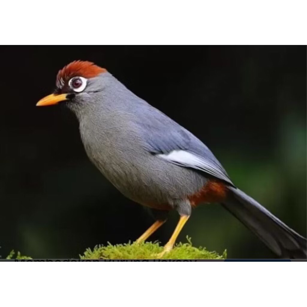 Poksay Mandarin Bagus Rawatan Super