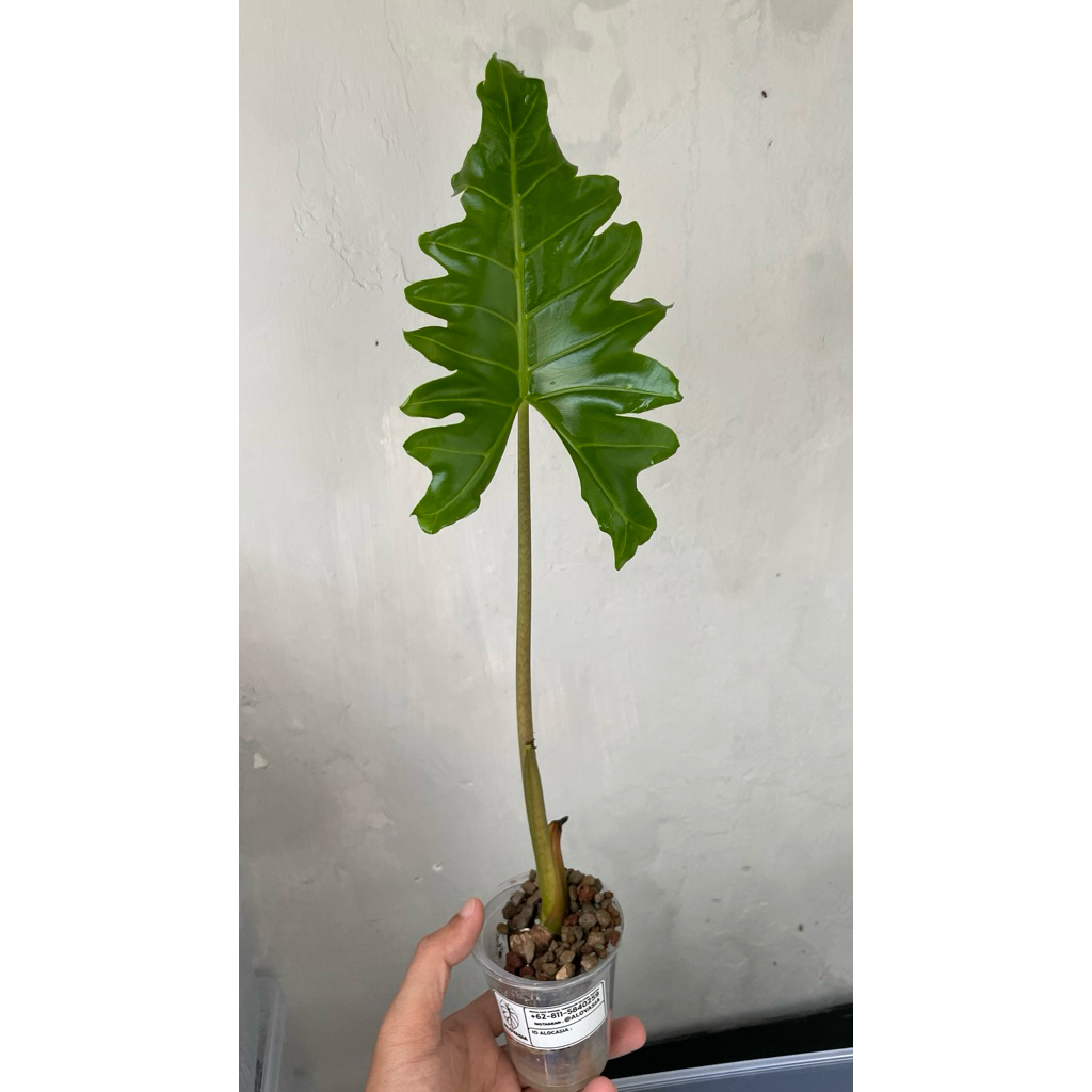ALOCASIA PORTEI
