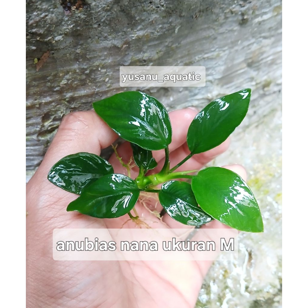 anubias nana ukuran M tanaman yang baik untuk aquascape kebutuhan akuarium