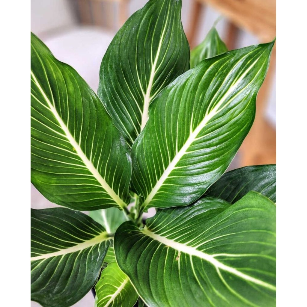 TANAMAN BLANCENG/AGLONEMA NEON/BLANCENG NEON gurita