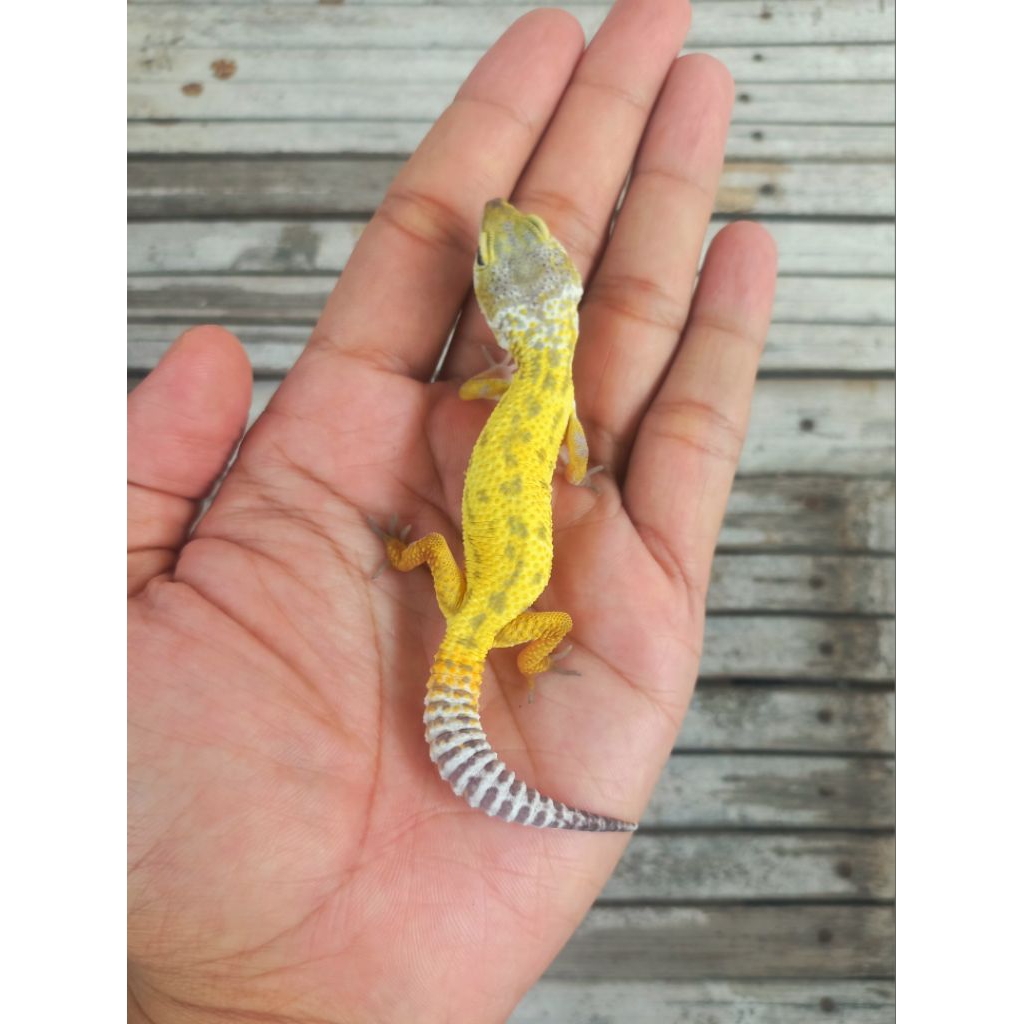 MAINAN GECKO LF COTTON BN