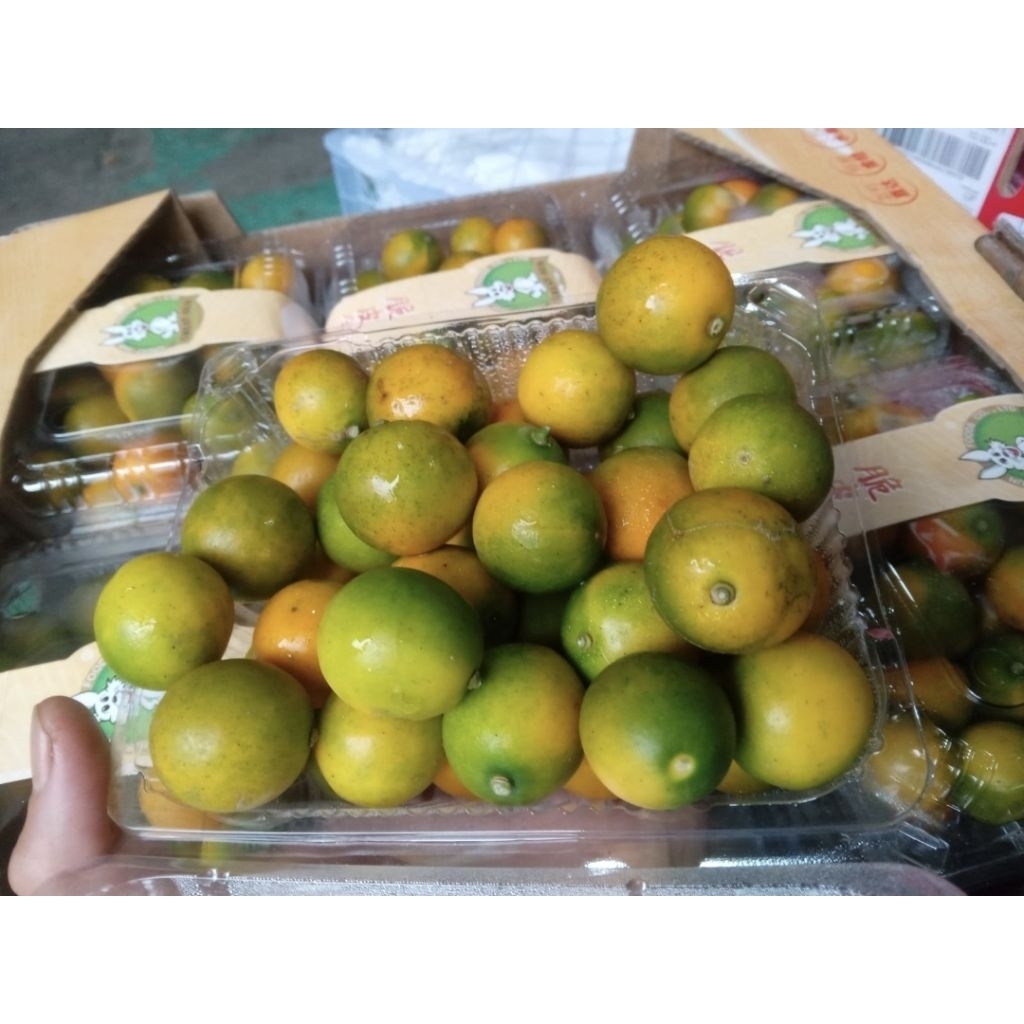 jeruk kimkit segar enak fresh