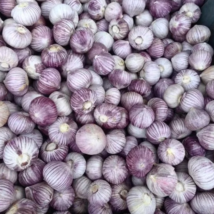 Bawang Lanang/ Bawang Putih Tunggal Impor 250gr | Bawang Fresh Murah - 100% Original Import