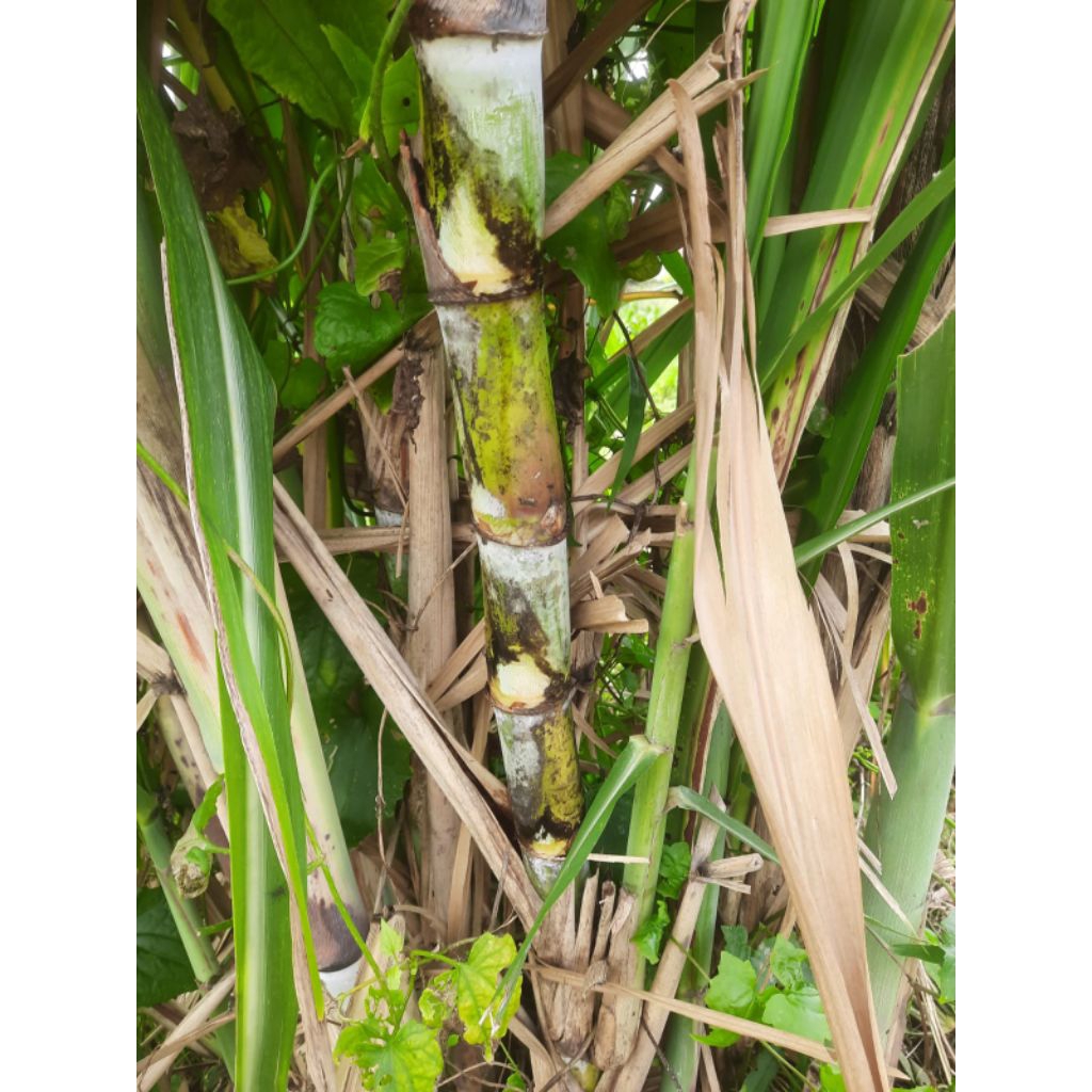 stek batang tebu hijau