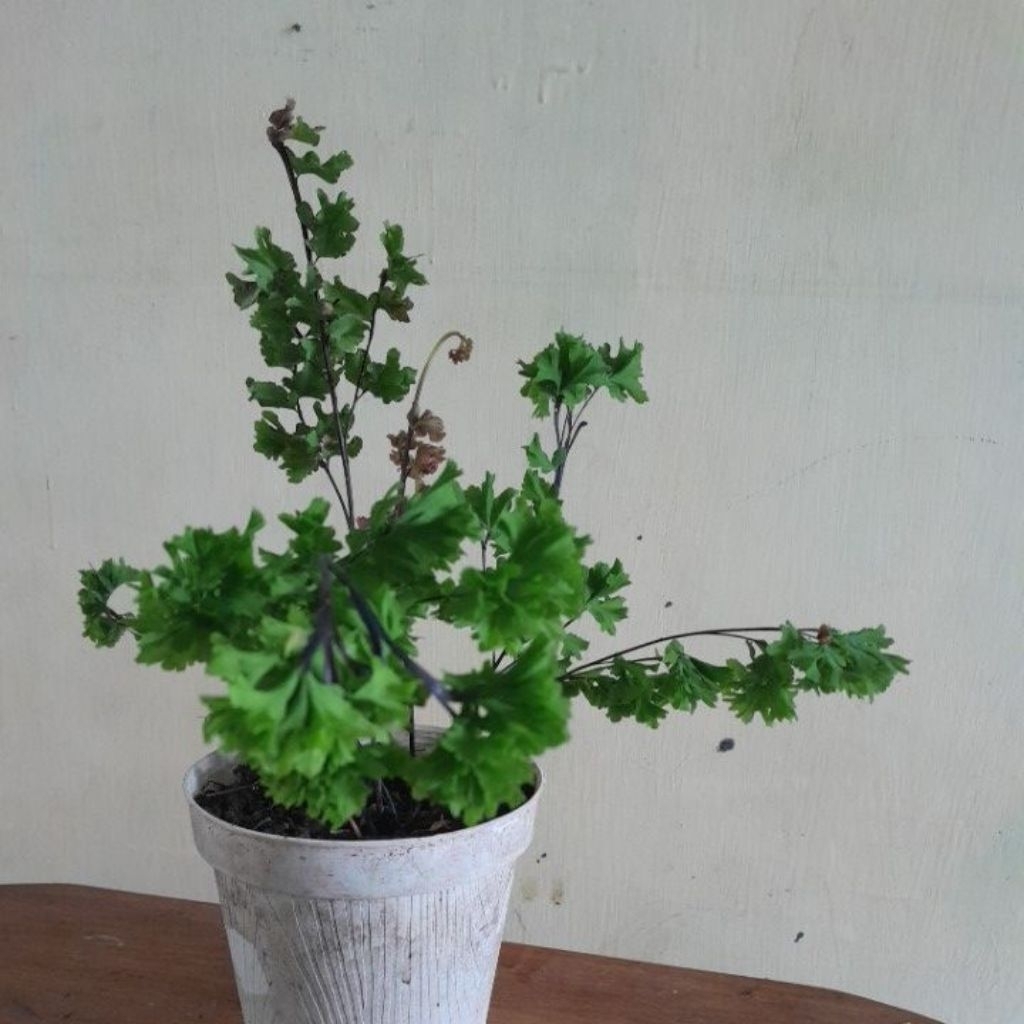 Suplir tusuk konde merah real pict