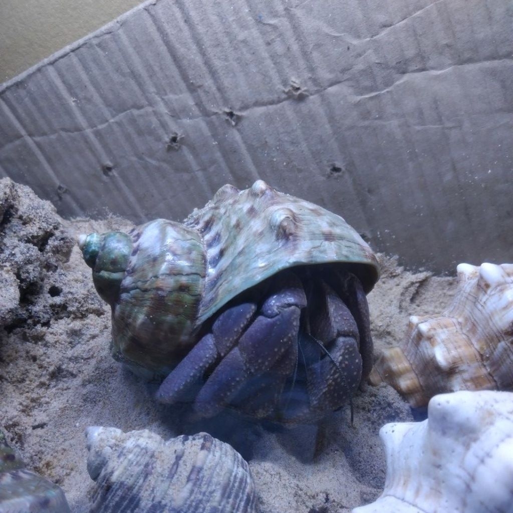 kelomang brevi size jumbo