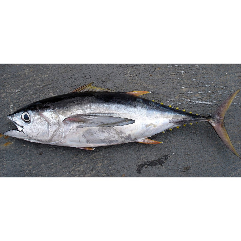 PROMO IKAN ASAP TUNA SIRIP KUNING SUPER JUMBO SEGAR BERSIH