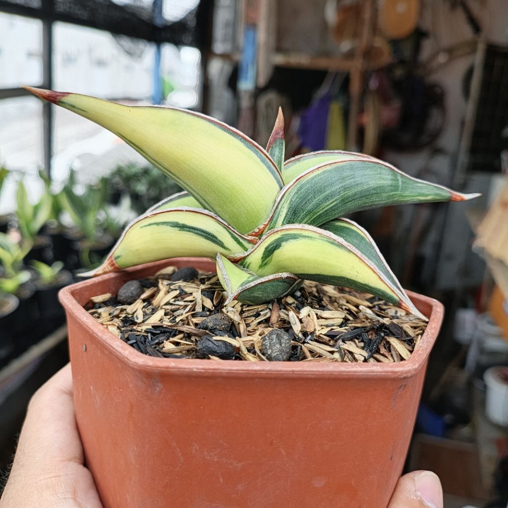 sansivera rorida varigata istimewa