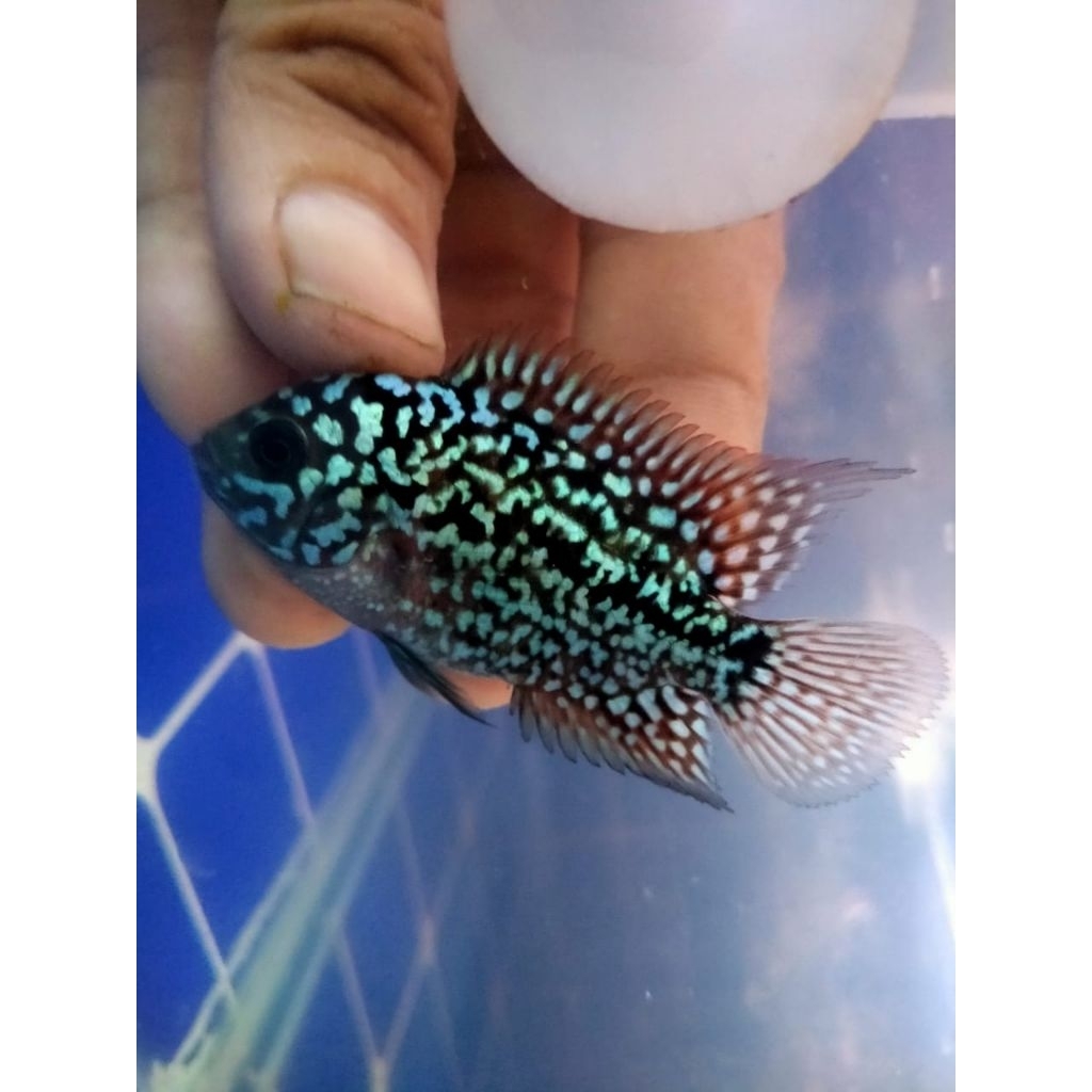 Lohan Kamfa f2100%ori thailand