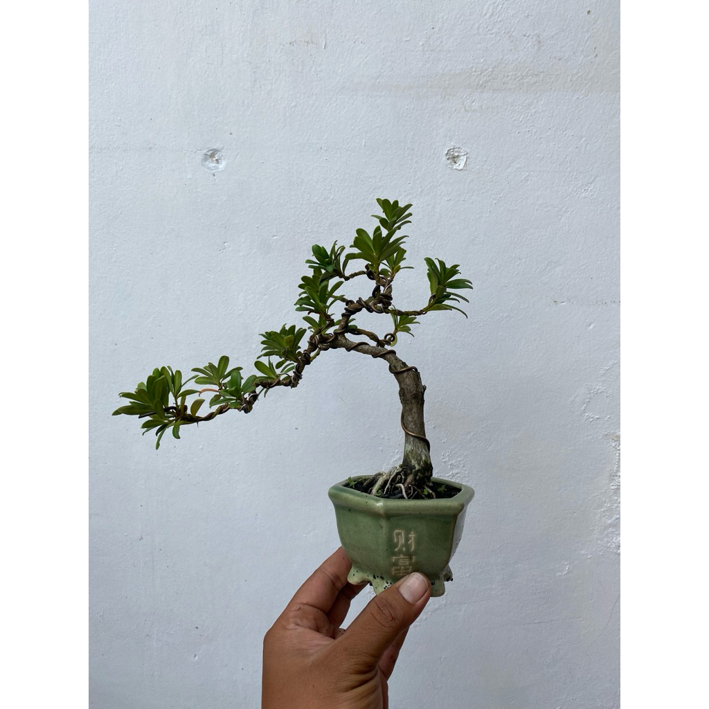 Bonsai lohansung mutiara daun mickro