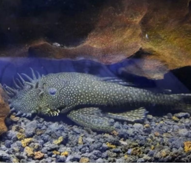 pleco l144 / brushmouth pembersih algae