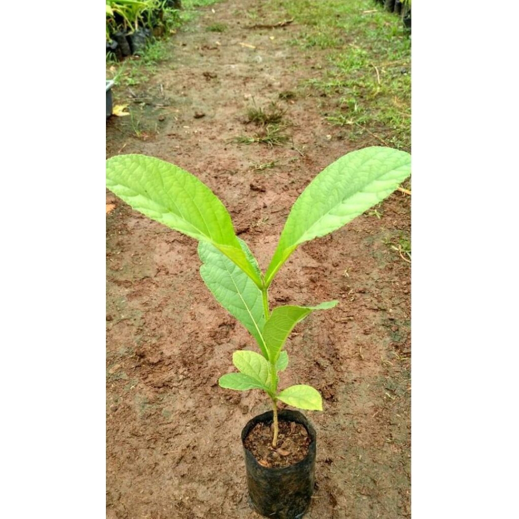 bibit pohon jati emas super