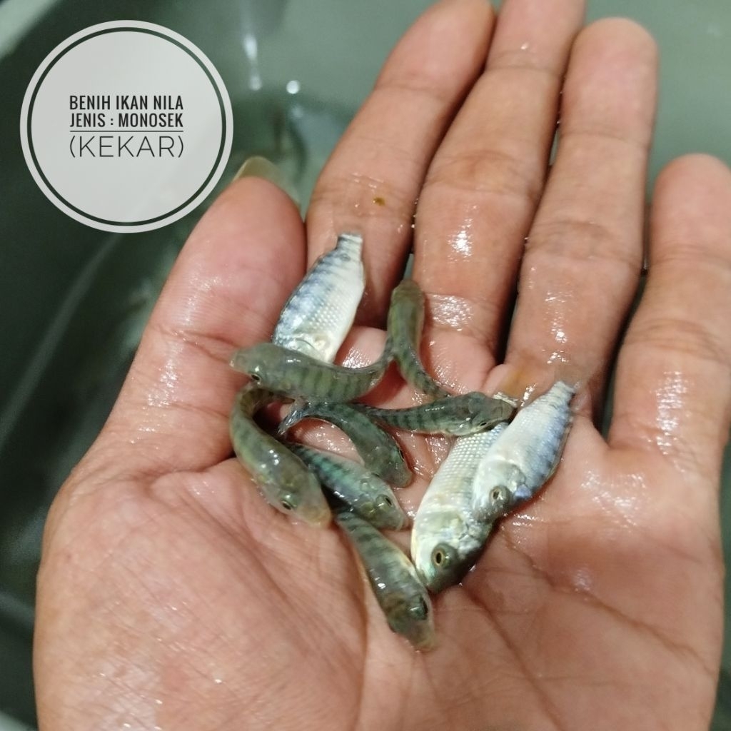 Bibit ikan nila ukuran 4cm - keadaan hidup bergaransi