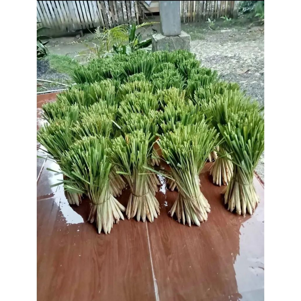 Sereh segar jumbo kemasan 1kg