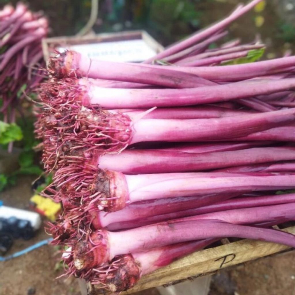 Bibit Talas Bogor Ungu Big Termurah Batang Segar Sudah Berumbi. Bibit Berkualitas 15 Btg Harga Petan