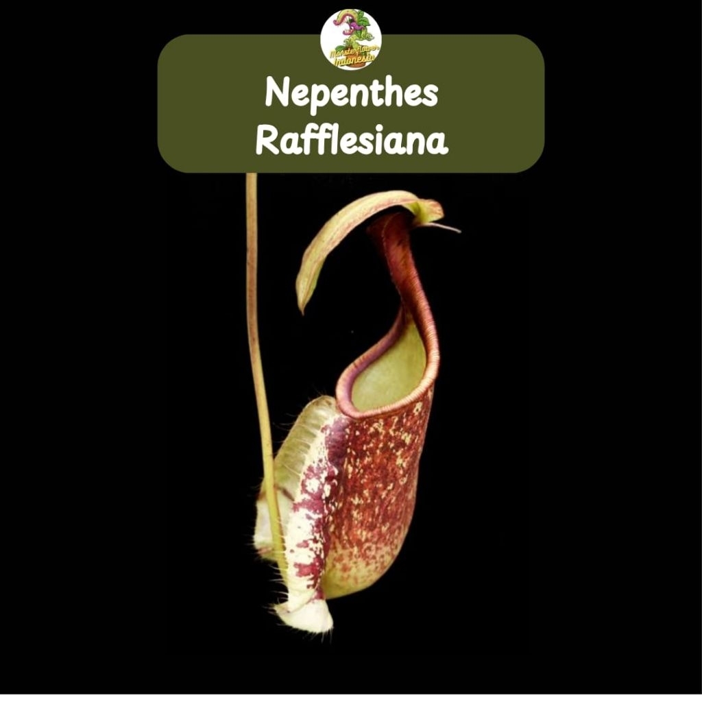 Nepenthes Rafflesiana