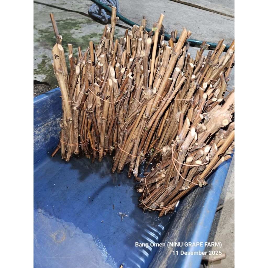 Batang anggur import VALID 100%
