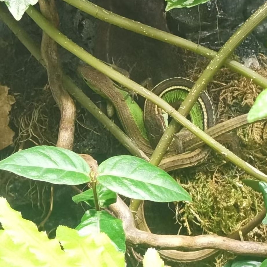 Grass Lizard / Kadal Ekor Panjang 1 Pasang Jantan Betina – Siap Breeding Aktif Sehat